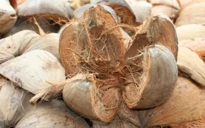 qolofka qumbaha