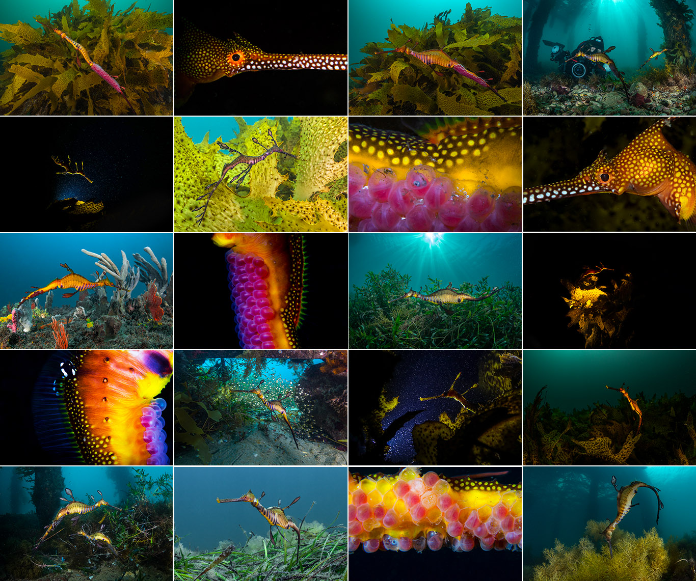 Weedy Seadragon Photography Workshop Weedy Seadragon Photography Workshop