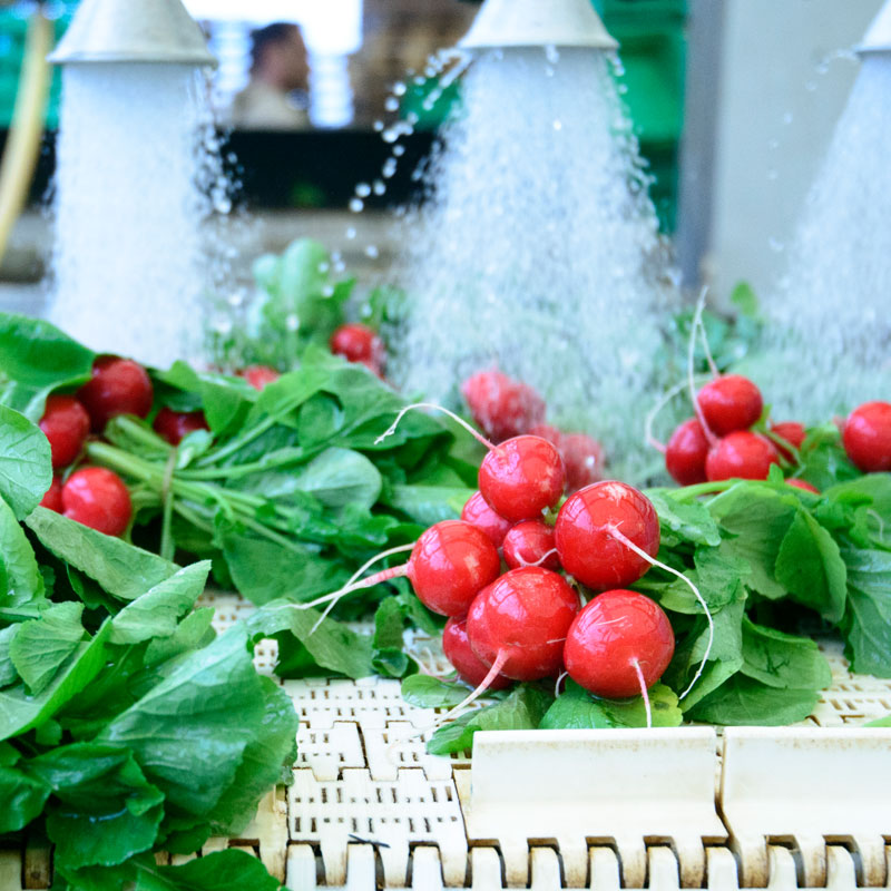 Food-&-Beverage-Box-Image Bunches of red radishes being washed by high-pressure water jets on a white conveyor belt.