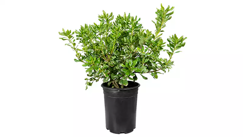 Pittosporum variegated - Image 2