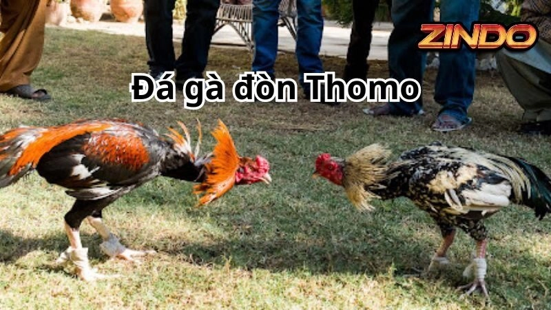 Đá gà đòn Thomo